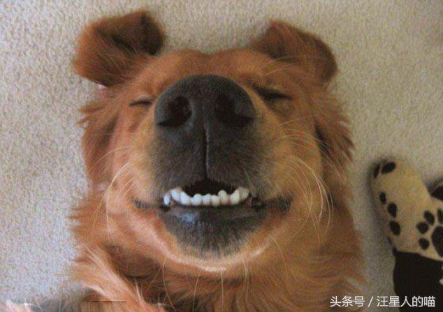 对主人大吼大叫，龇牙咧嘴欲咬人的狗，就应该这么收拾它们！