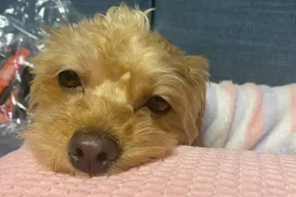 狗发烧最明显的迹象有哪些呢（附：7种反常行为提示狗发烧了）