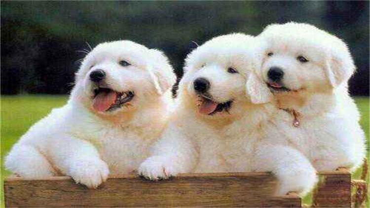 养大白熊犬要注意的事项(大白熊犬怎么养)