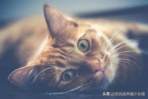 导致猫咪流泪的6种起因（猫流眼泪是什么情况）