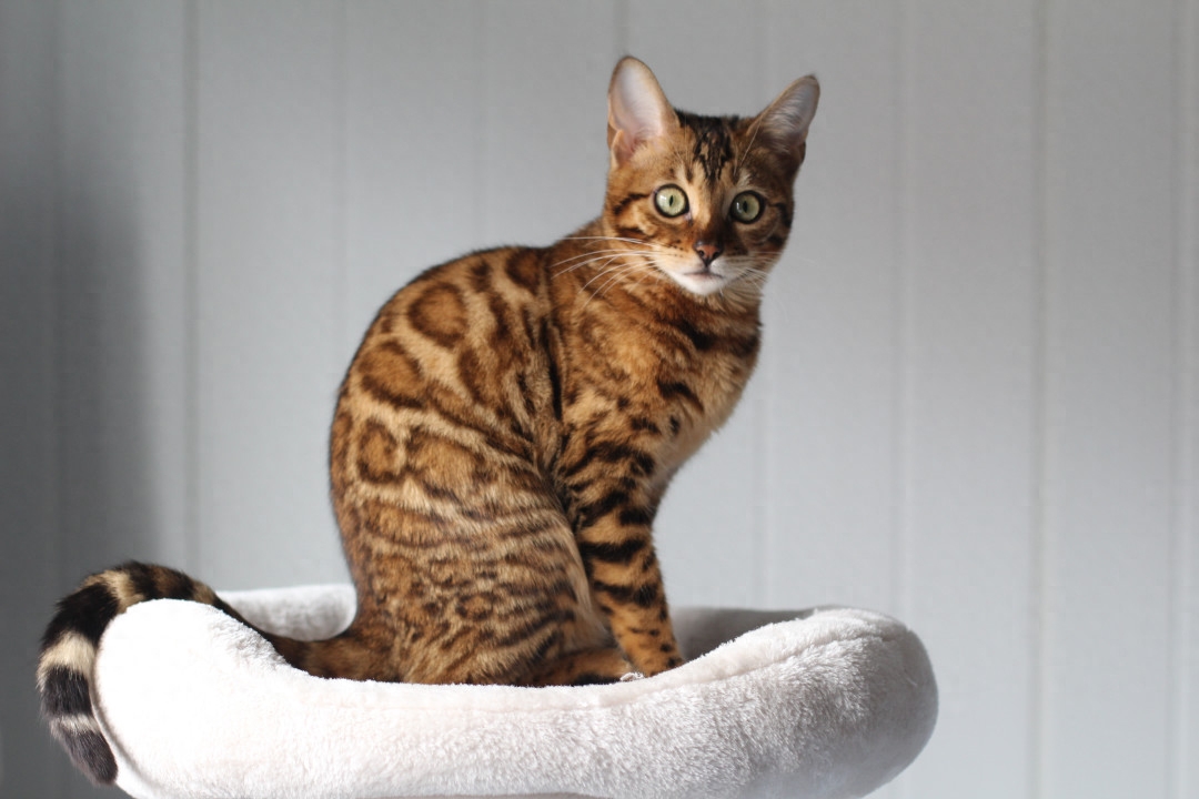 斯芬克斯猫等价格一览表2023（猫奴必备：探秘养猫界的名贵品种）