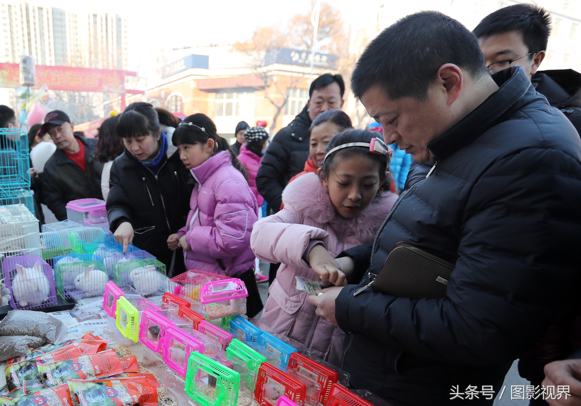 为何不建议仓鼠做宠物（注意：新手养仓鼠必知）