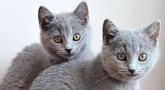 猫腹水有什么最好的办法治疗(腹水怎么快速排出体外)