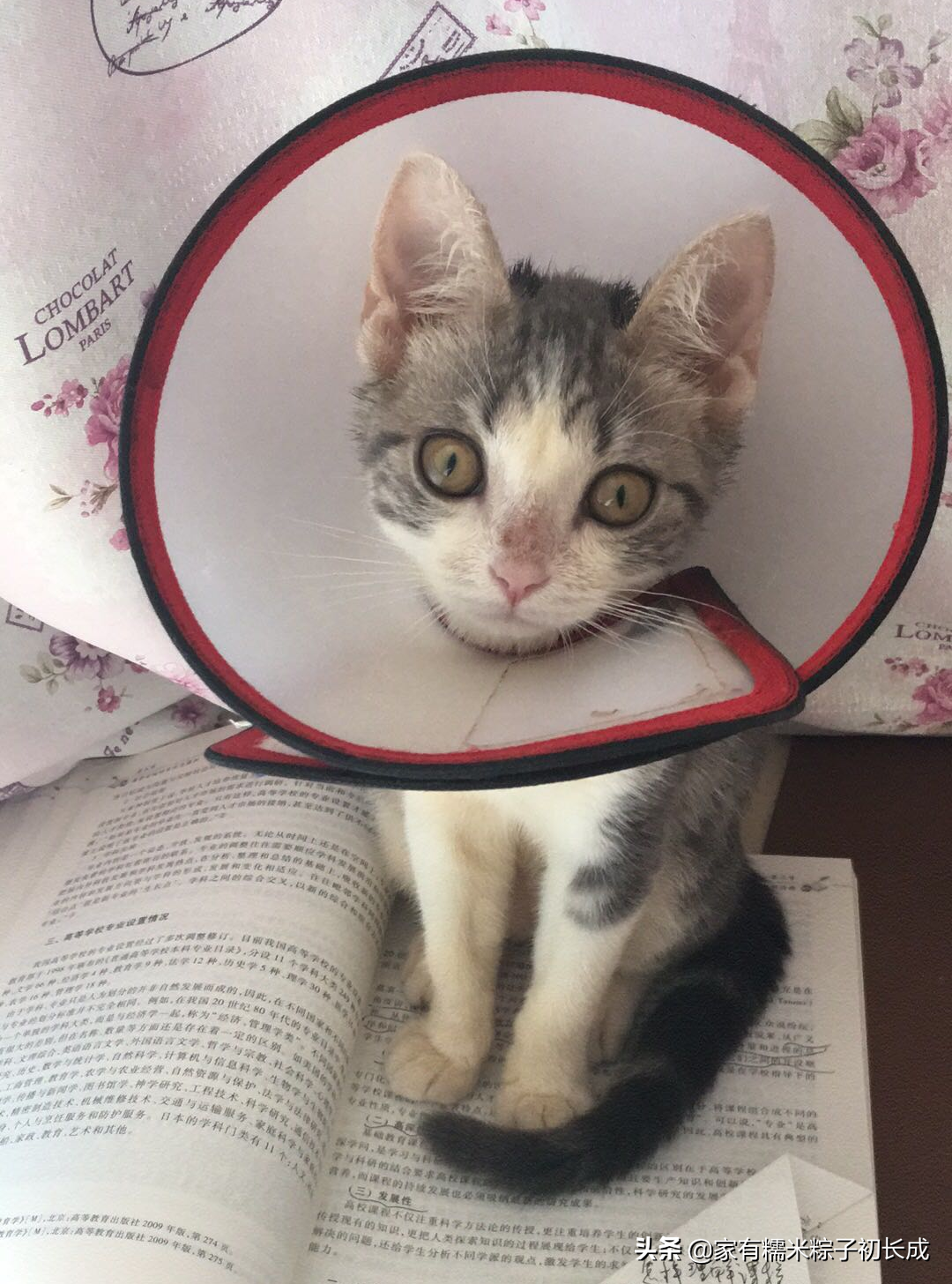 人类吃的维生素b族猫能吃吗(可以,大猫一次一粒)