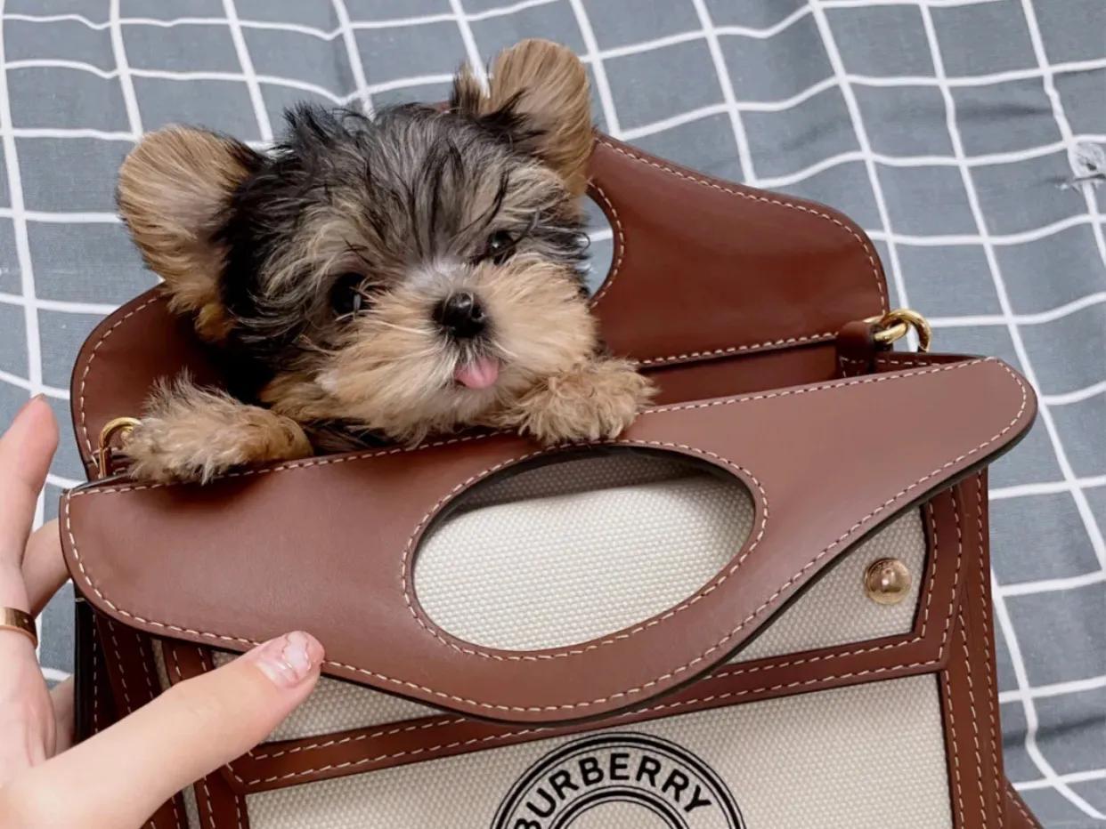 约克夏犬怎么喂养（约克夏喂养注意事项）