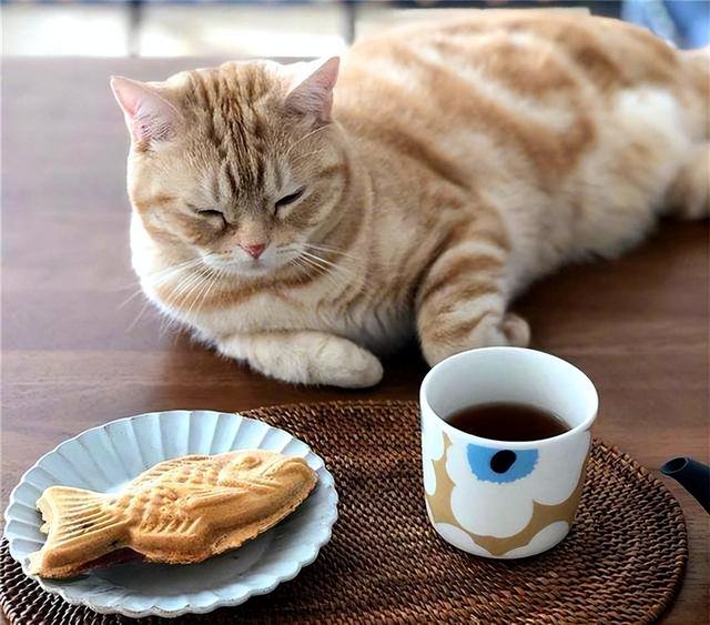 猫吃蛋黄的好处和坏处(猫吃蛋黄的好处和坏处有哪些)