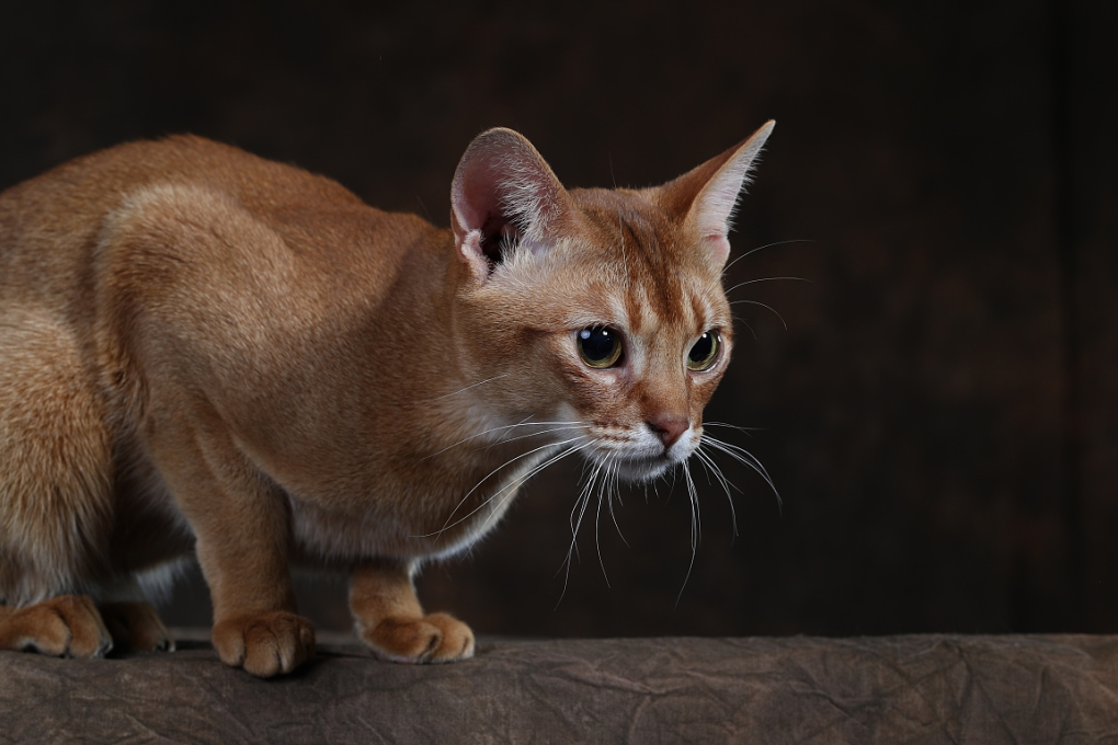 阿比西尼亚猫图鉴（物种百科：阿比西尼亚猫）