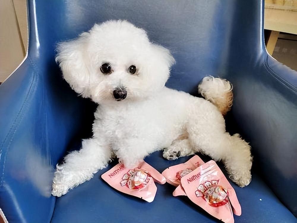 分享比熊最爱吃的10种食物（比熊犬吃什么食物对身体最好）