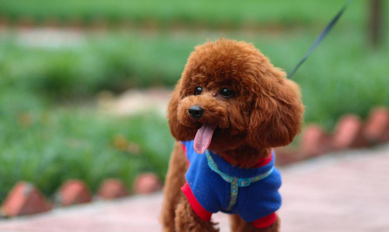 手把手教你鉴别泰迪品相标准（泰迪犬怎么挑选）