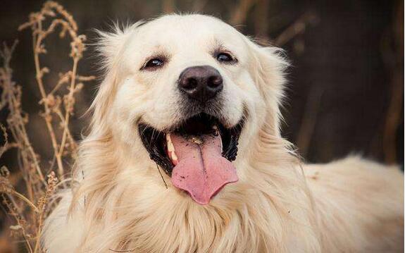 金毛有9种颜色是真的吗（附：金毛犬图片）