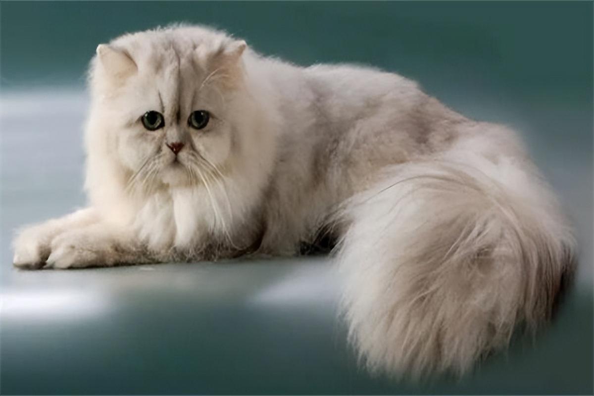 纯种波斯猫价格是多少