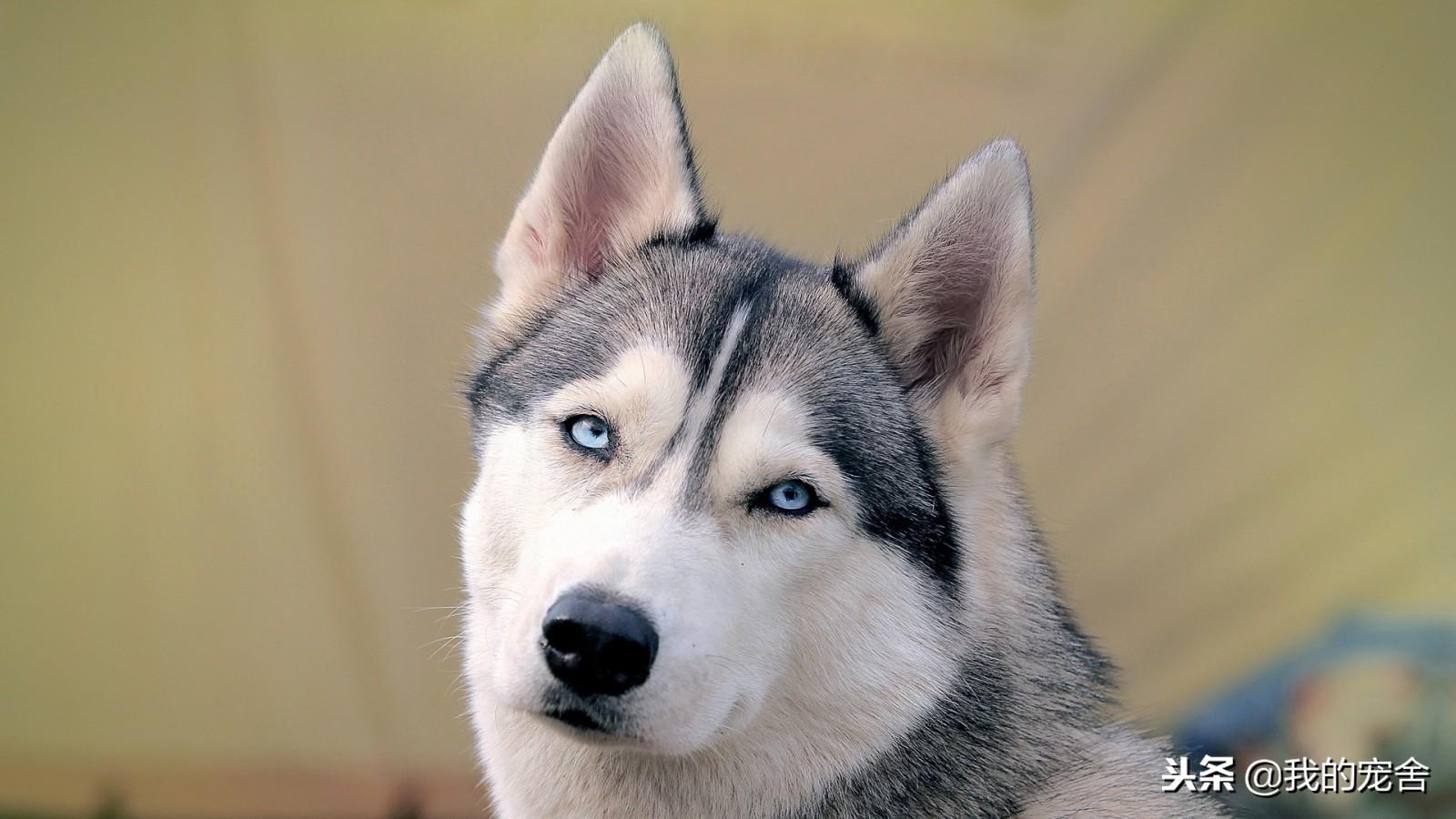 大型雪橇犬种类介绍（详解：雪橇犬有哪几种）