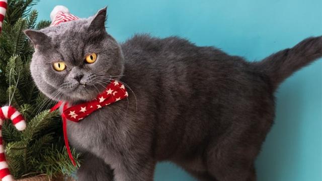 怎么判断猫咪是否发烧(如何分辨猫咪是否发烧)