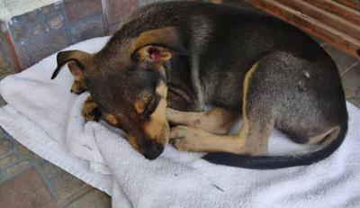 狗狗睡觉姿势解读狗狗行为(爱用这些姿势睡觉的狗狗)