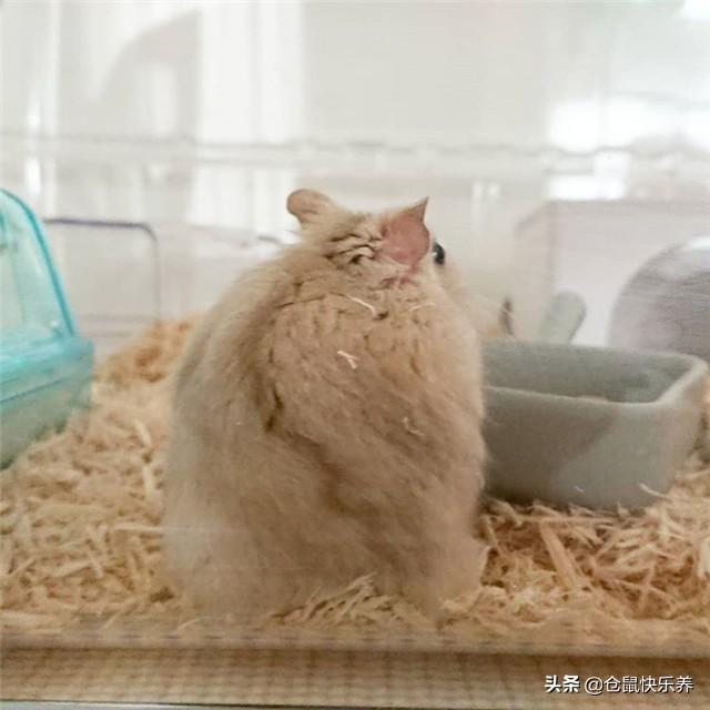 银狐仓鼠怎样才亲近主人(带你了解养银狐仓鼠的妙招)