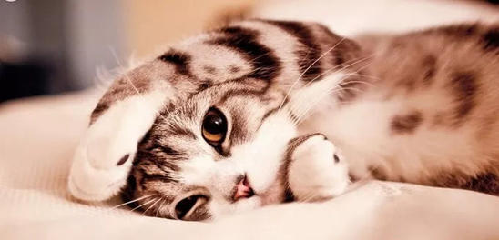 猫腹水有什么最好的办法治疗(腹水怎么快速排出体外)