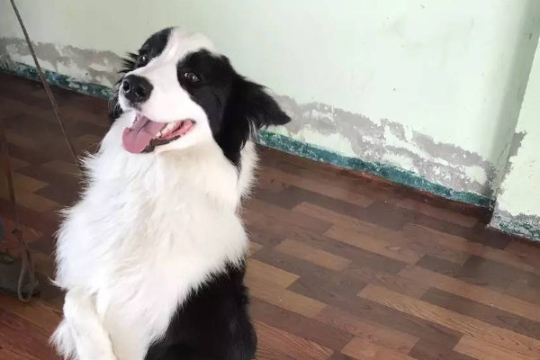 边牧有不愿回家的可能性吗（附：边牧丢了4个不敢去找的理由）