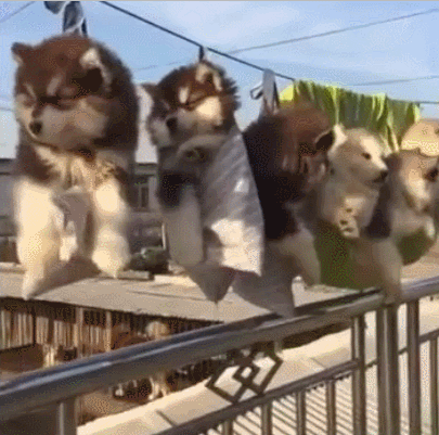 适合女生养的巨型犬（比较好养的巨型犬推荐）