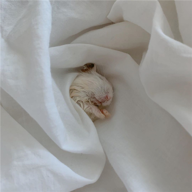 仓鼠离世前与主人的告别（附：仓鼠临死前的征兆）