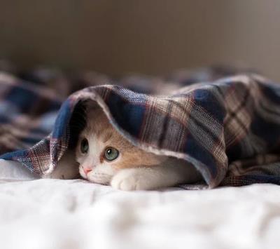 怎么判断母猫羊水已破（猫宫庄园母猫的正常分娩过程）