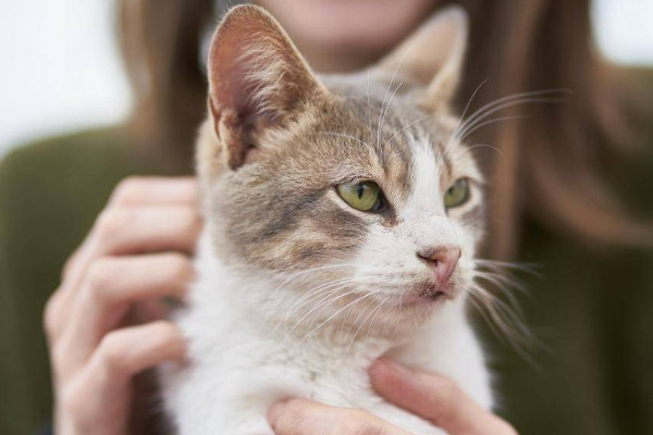 猫对主人的记忆受到哪些影响（附：猫能记与主人的积极或负面经历）
