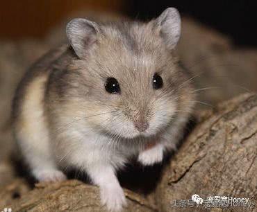盘点各种色系的坎贝尔仓鼠（为何不建议养银狐仓鼠）