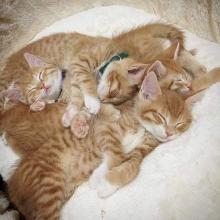 母猫快生当天的症状 怎么让猫咪认产房