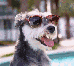 漂亮的狗狗有哪些品种（九大漂亮的狗狗排名）