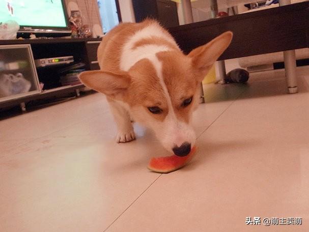 分享十个不养柯基的理由（详解：女生为什么不能养柯基）