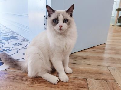 6种常见宠物猫的价格（宠物猫大全及价格图片）