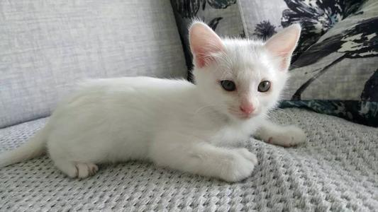 白色中华田园猫 中华田园猫有纯白色的吗