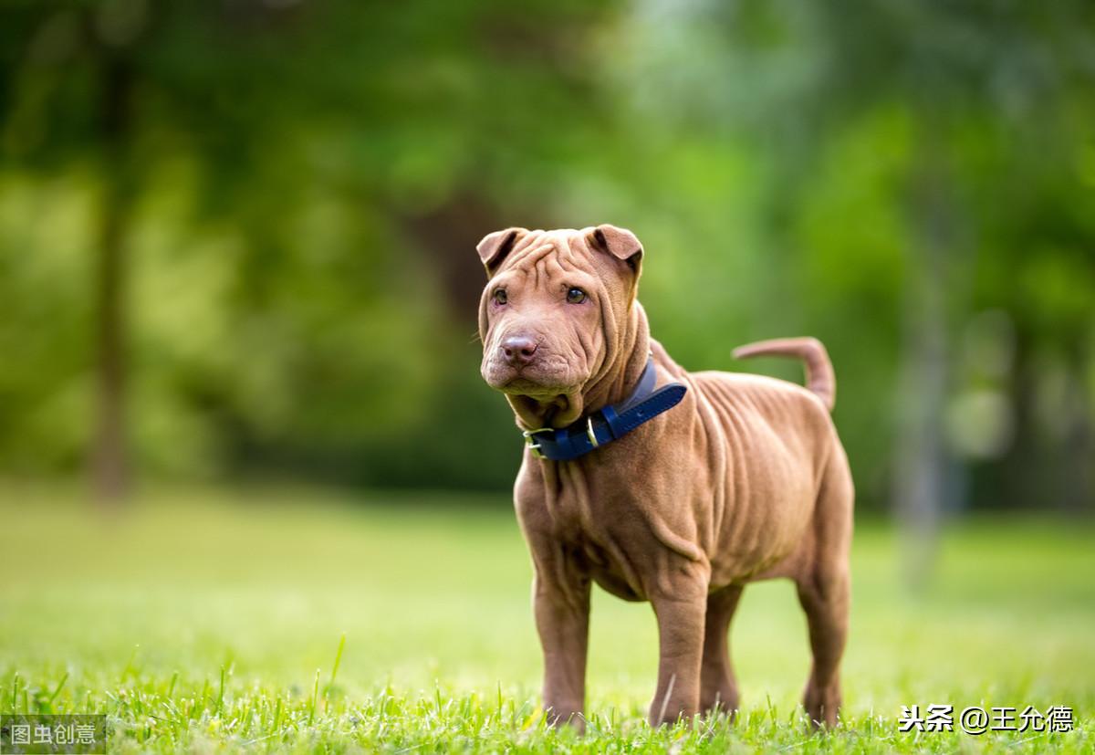 沙皮狗长啥样（附：中华神犬-中国沙皮犬）