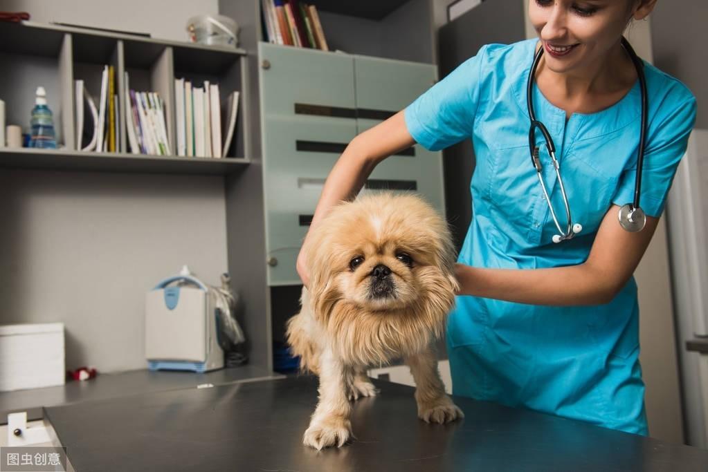 查理王小猎犬的优缺点详解