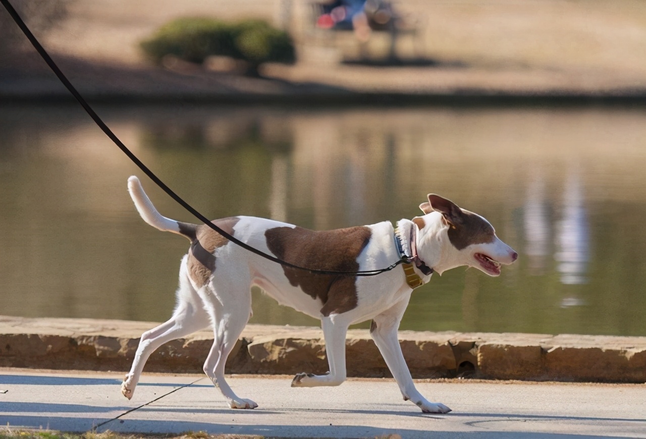 寻找狗很灵验的方法（附：农村狗丢了找回来的土方法）