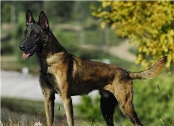 马犬不打疫苗能活的久吗（附：马犬多少钱一针疫苗）