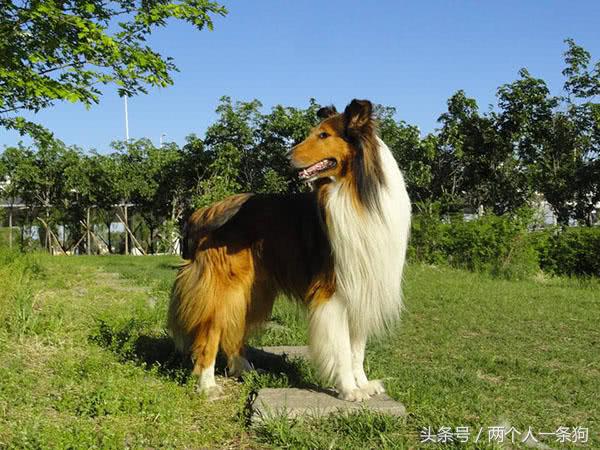 苏格兰牧羊犬怎么养（详解：养苏格兰牧羊犬的优缺点）