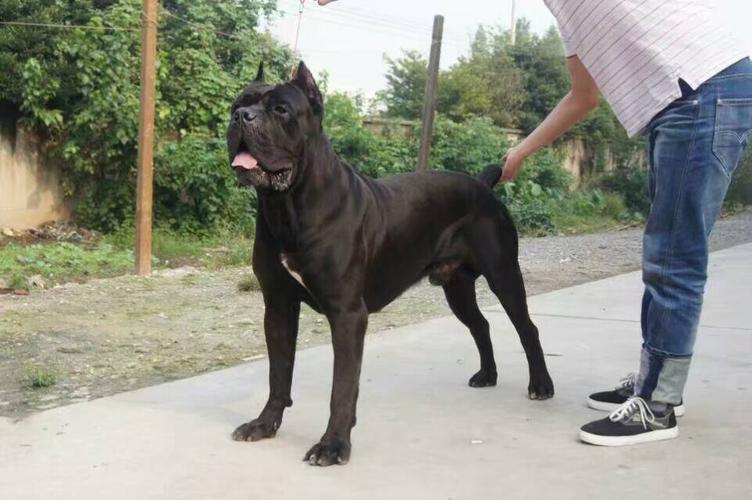 卡斯罗犬好养吗(详解:不养卡斯罗犬的7大原因)