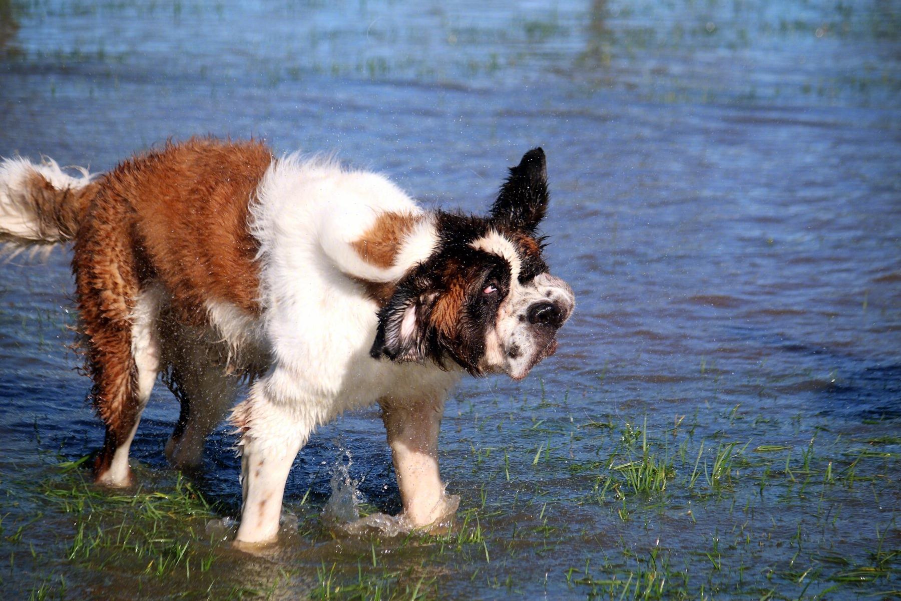 圣伯纳犬性格怎么样（详解：圣伯纳犬的特征）
