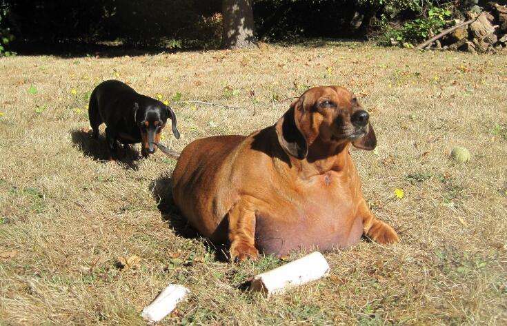 适合家养的短毛小型犬有哪些（常见小型犬品种大全）