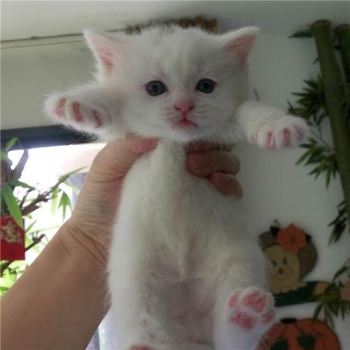 白色中华田园猫 中华田园猫有纯白色的吗