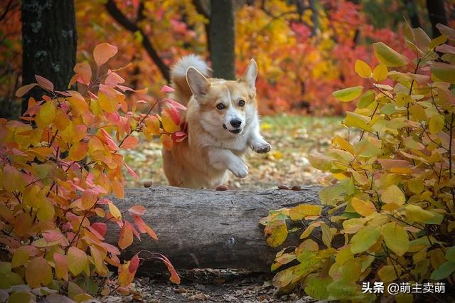 分享十个不养柯基的理由（详解：女生为什么不能养柯基）