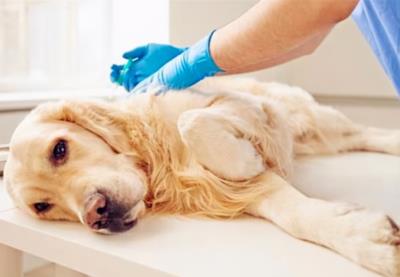 狗狗没精神不吃不喝趴着不动