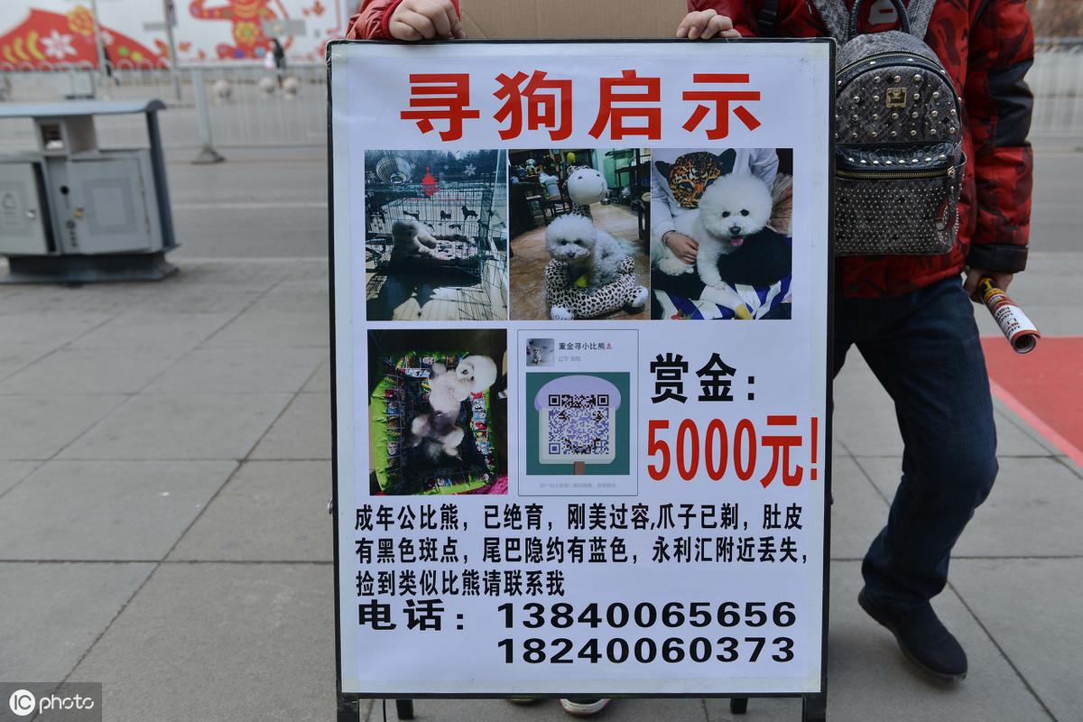 拉布拉多丢了千万别去找(拉布拉多丢了有效找回技巧)