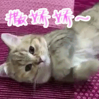 为何猫咪一边呼噜一边踩奶（附：一只猫在你家过得“滋润”有这7大表现）