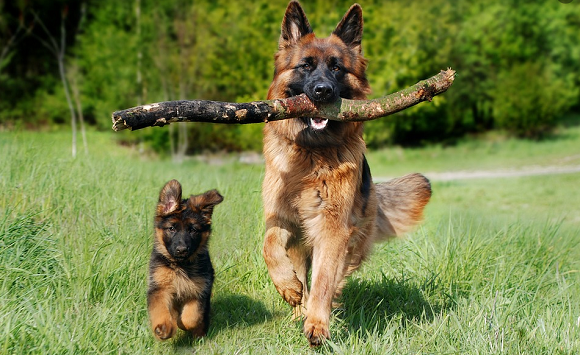 德国牧羊犬怎么训练？需要注意哪些？