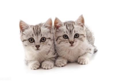 猫咪多久驱一次虫