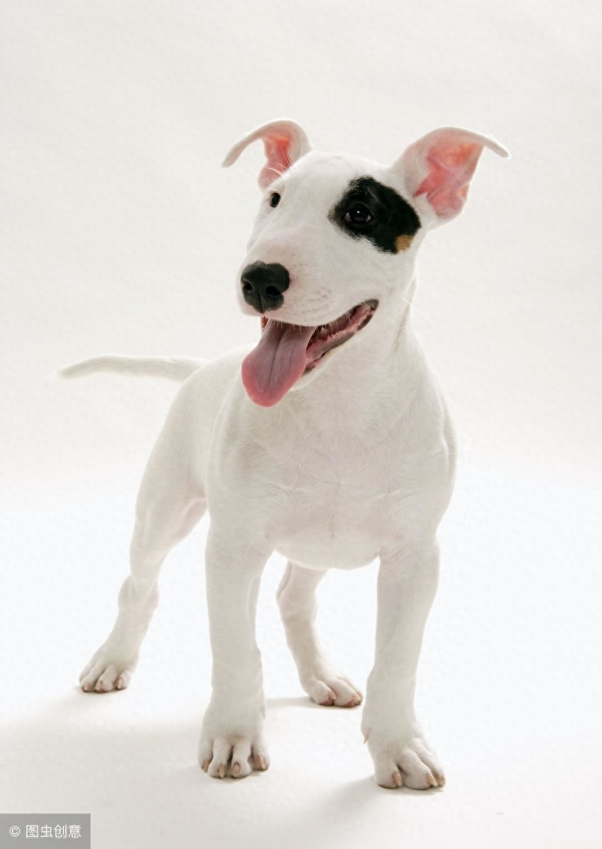 梗类犬图片有吗（附：“梗犬”知识大搜罗）