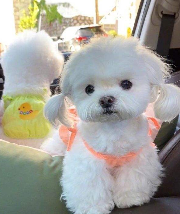 最值得养的小型犬推荐（家养的小型犬有哪些）