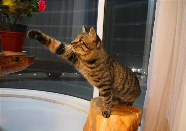 建议养狸花猫的六大好处（狸花猫好养吗）