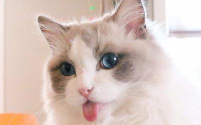 布偶猫的优缺点（布偶猫的特点）